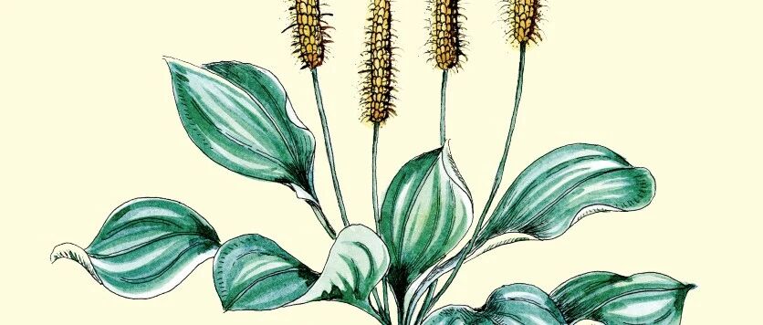 每天认识一味中药——车前子