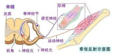 透热疗法有哪些【科普帖】热疗常识知多少_https://www.jmylbn.com_新闻资讯_第3张
