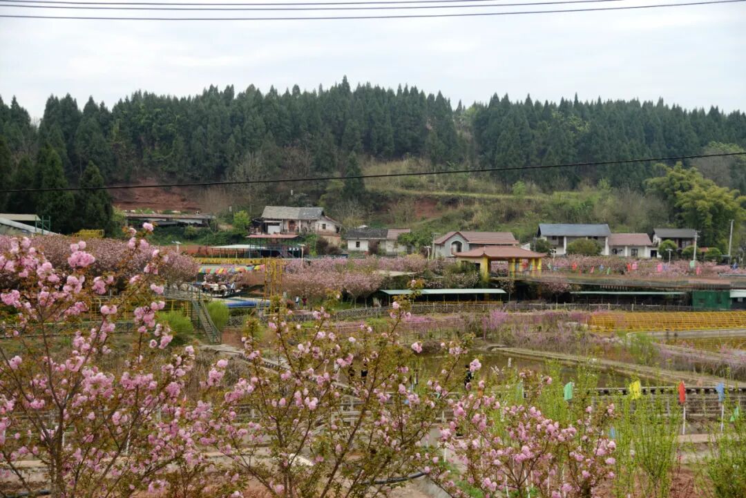 花谢花又开南充嘉陵这处花海在笑迎着又一个赏花高峰到来