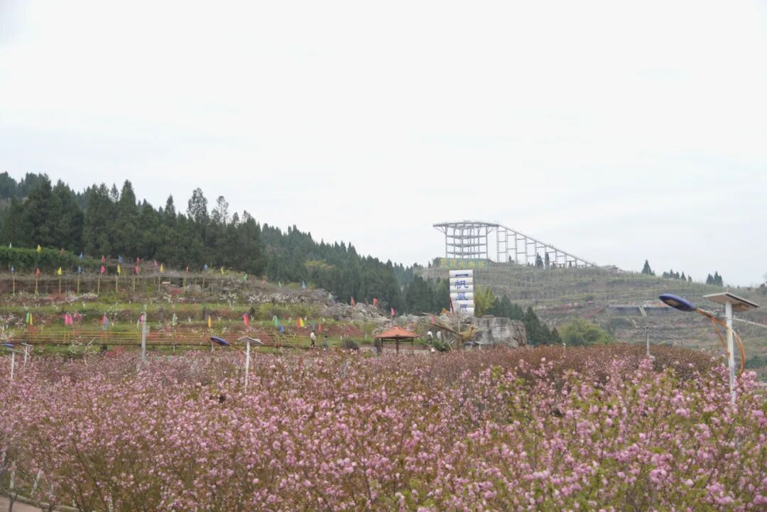花谢花又开南充嘉陵这处花海在笑迎着又一个赏花高峰到来