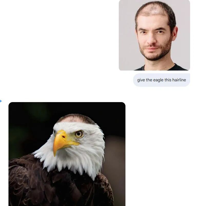 A bald man with a receding hairline. A bald eagle with white feathers on its head and a yellow beak. Text overlays reading "give the eagle hairline".