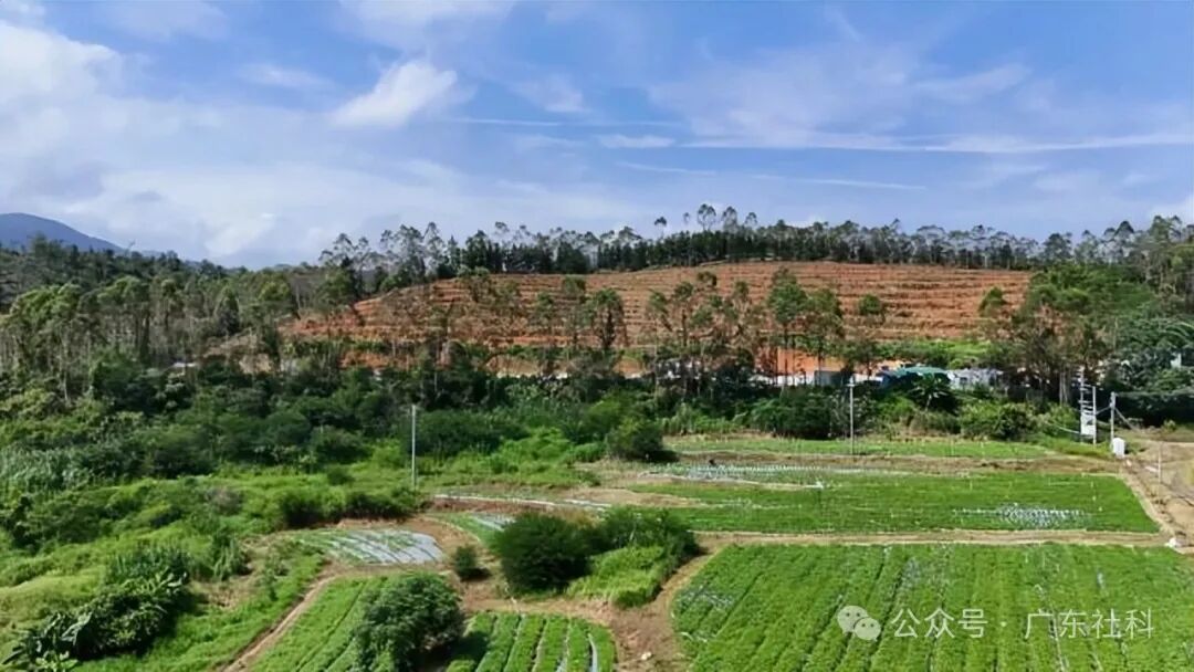 △广东广宁县凉茶原料规范化种植基地