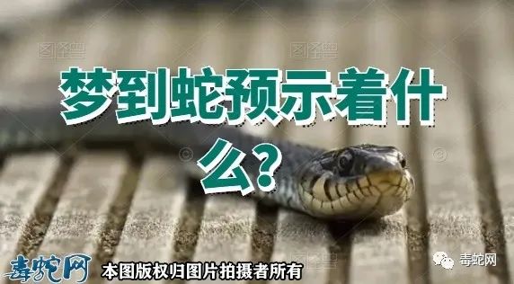 问:梦到蛇预示着什么？”