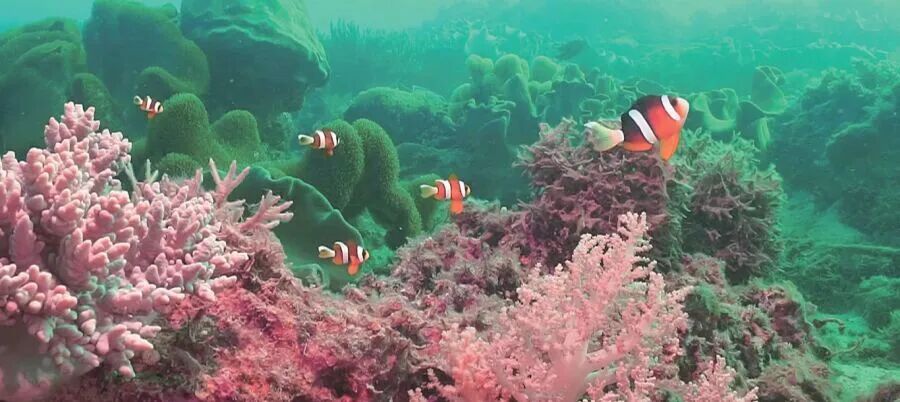 珊瑚礁生态系统.PNG