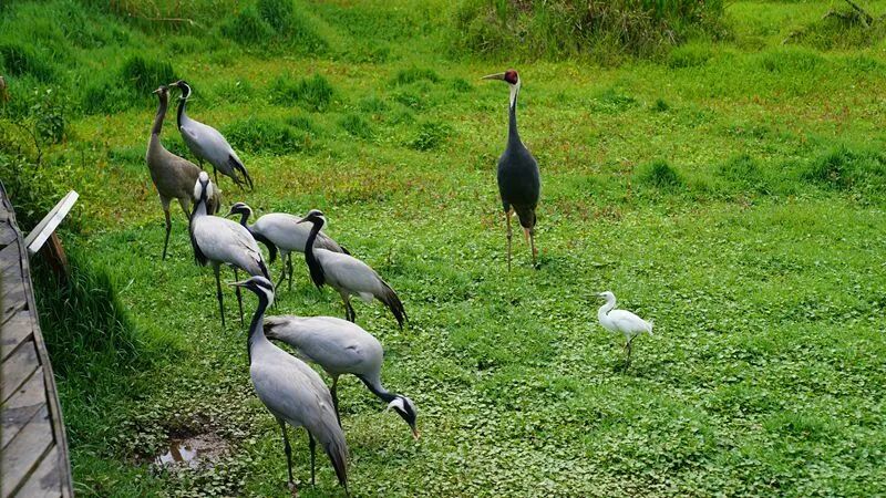 我们第一站就来到了普洱太阳河森林公园,看到了孔雀,猴子,还有很多