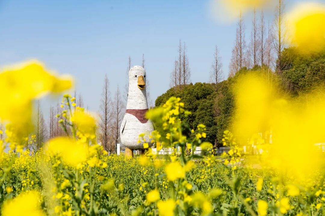 地址:昆山锦溪镇计家墩村门票:免费交通:建议自驾陆家智慧田园昆山陆