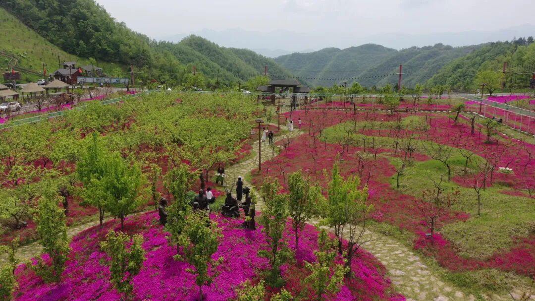 湖北保康:矿山变景区,荒山变花海!六柱垭景区假日旅游"别样红"