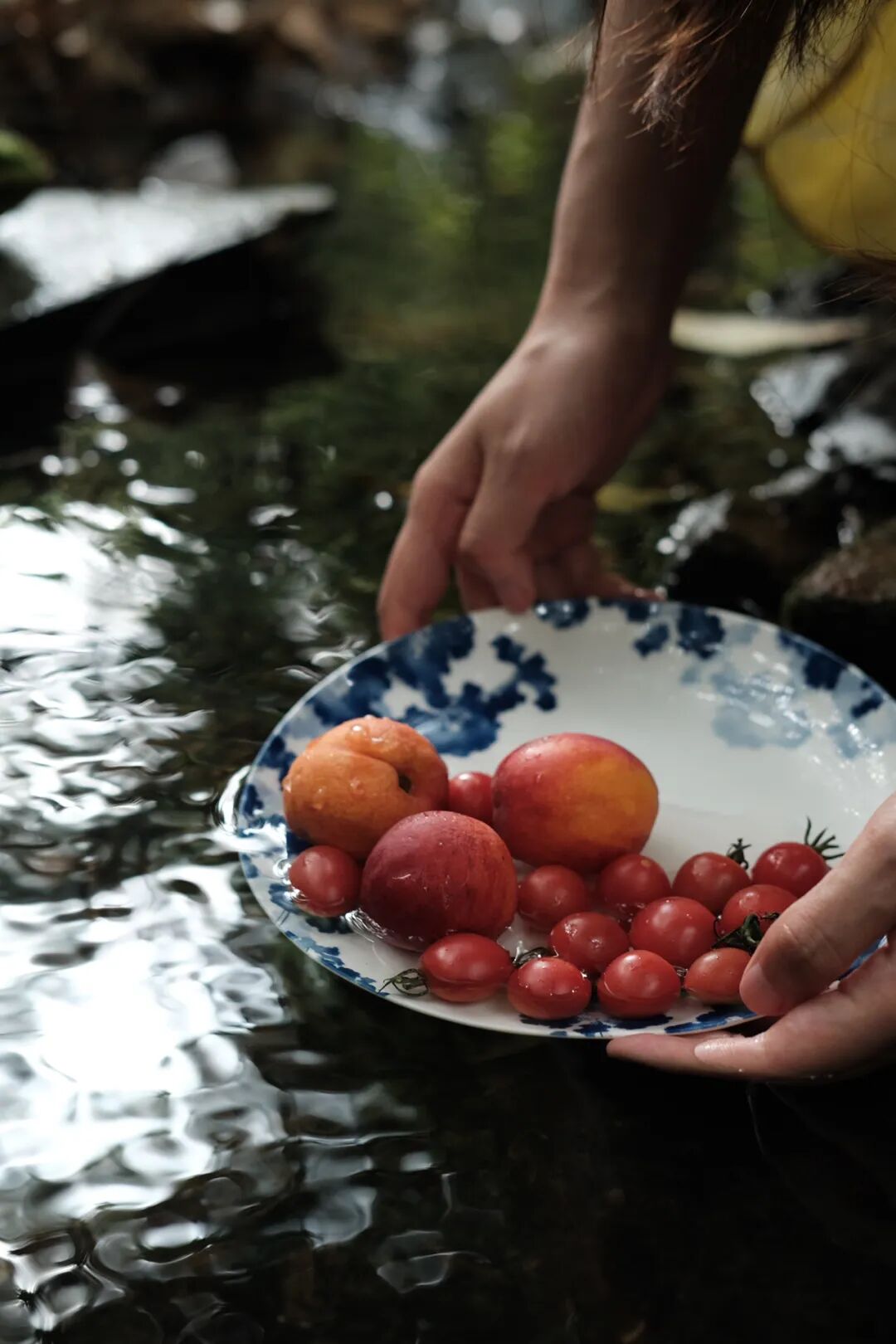 跳舞兰_跳舞兰的花语和寓意_跳舞兰和文心兰有什么区别