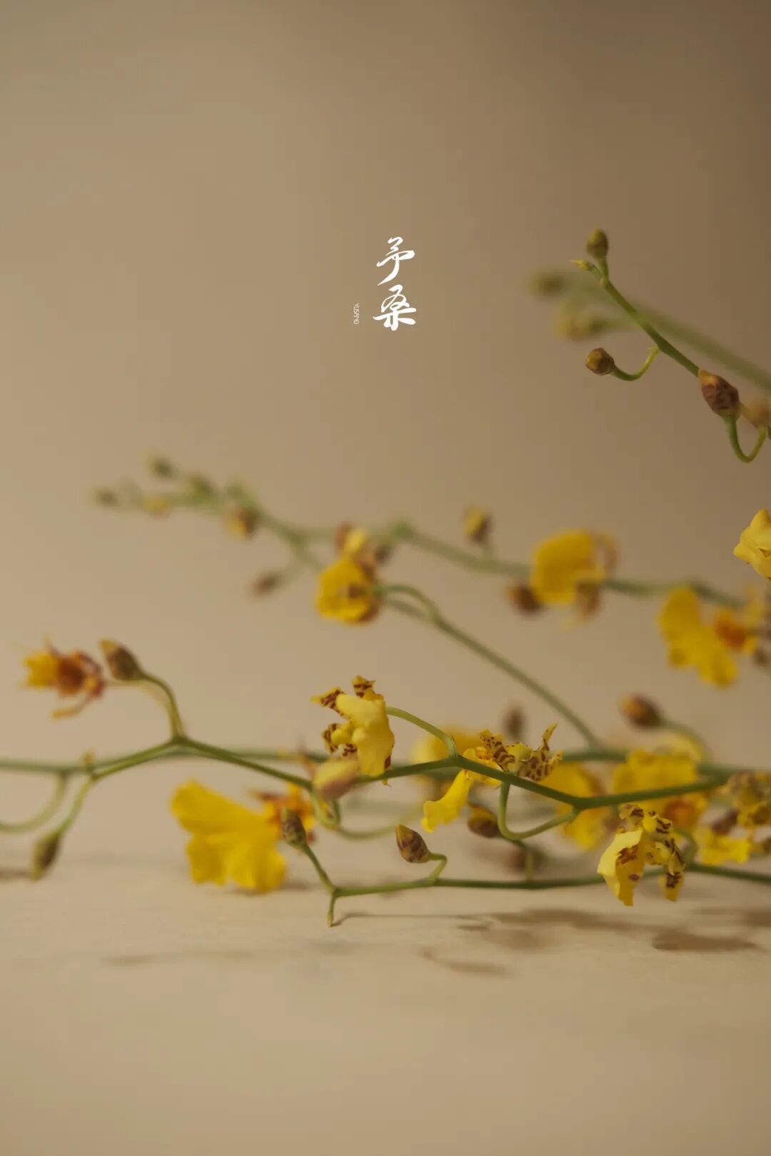 夏至未至—跳舞兰