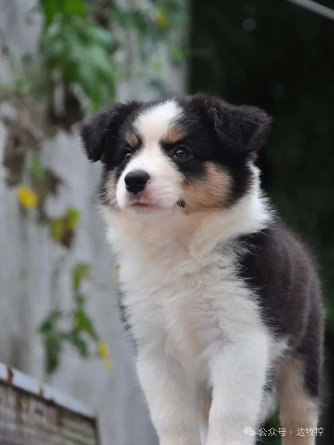 两个月大的边牧到底有多聪明?(附幼犬训练秘笈)