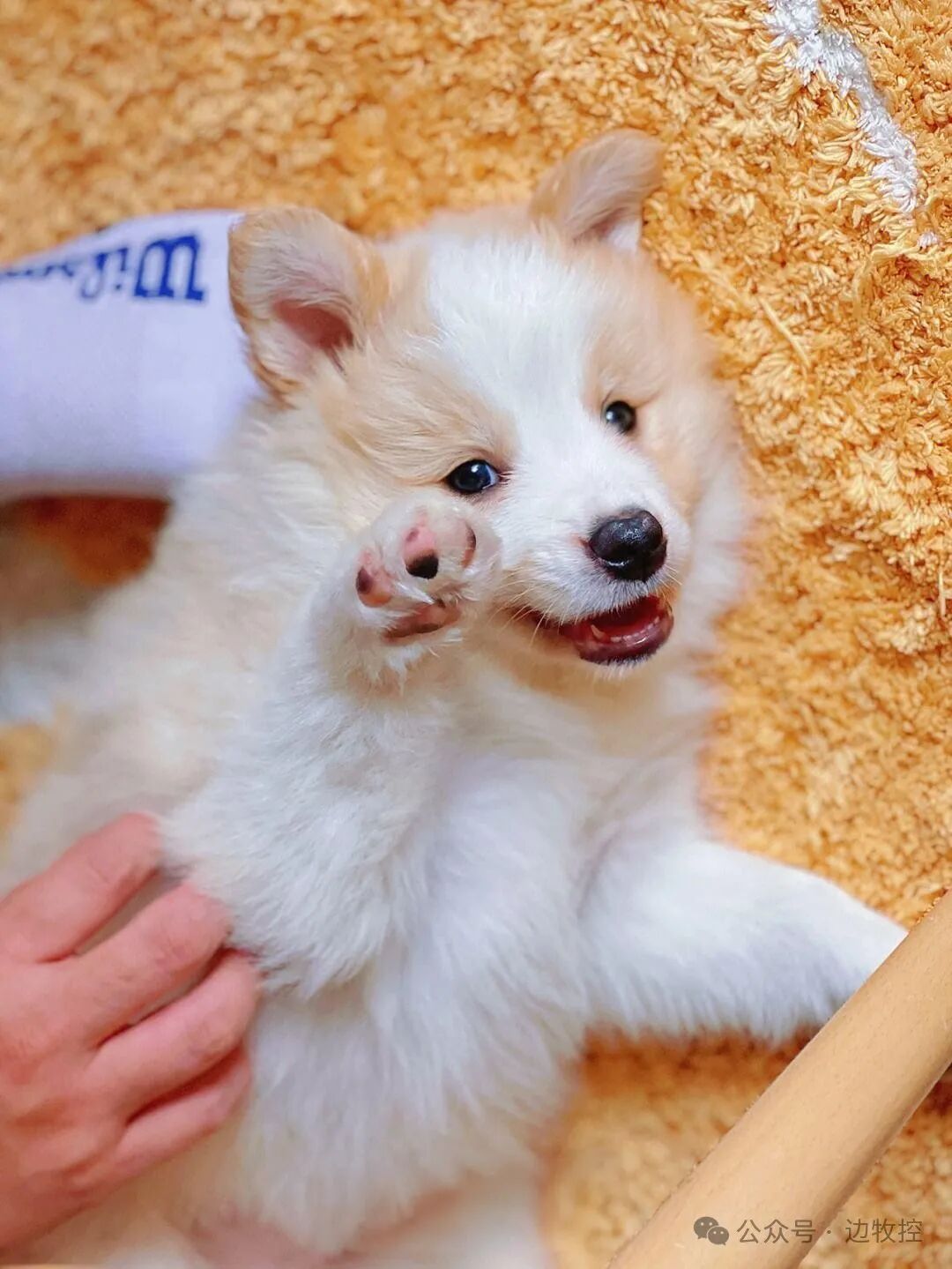 两个月大的边牧到底有多聪明?(附幼犬训练秘笈)