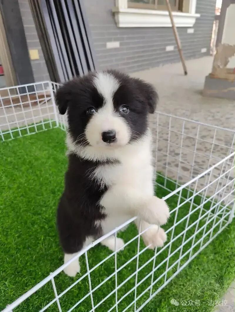 两个月大的边牧到底有多聪明?(附幼犬训练秘笈)