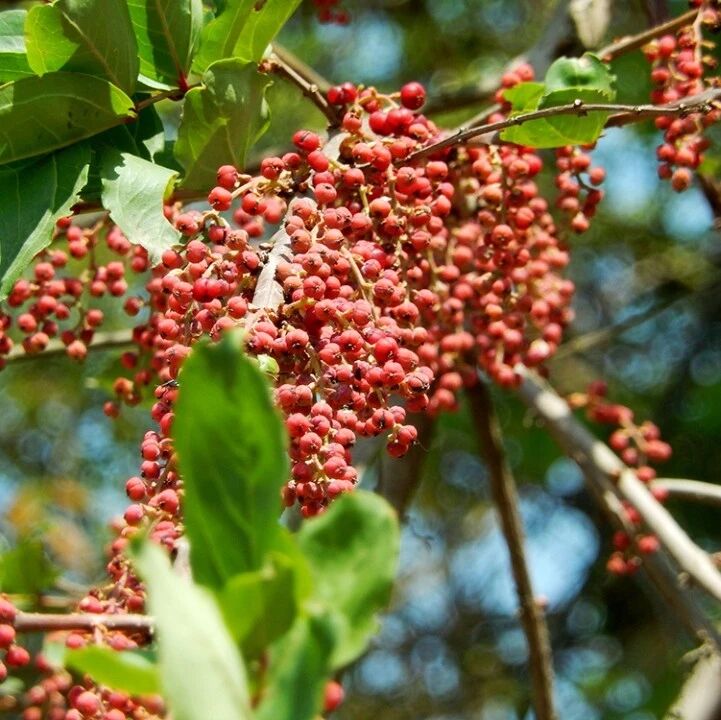 马桑泡果实像小葡萄人称醉鱼儿见到别乱吃