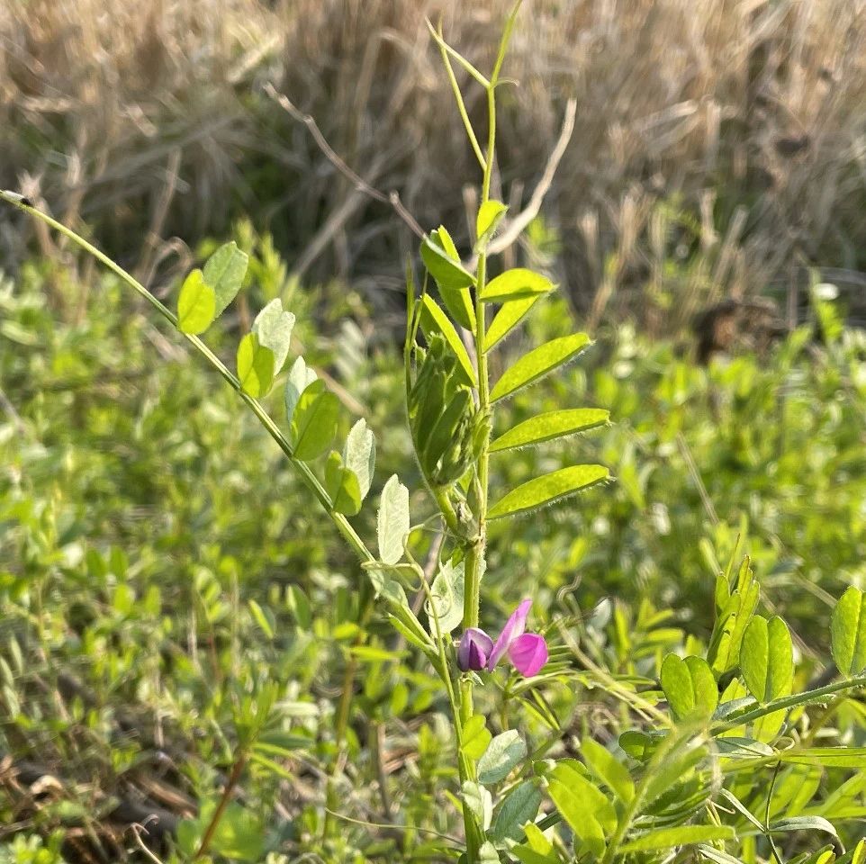 俗稱野豌豆曾是民間高鈣野菜如今卻成田間惡草