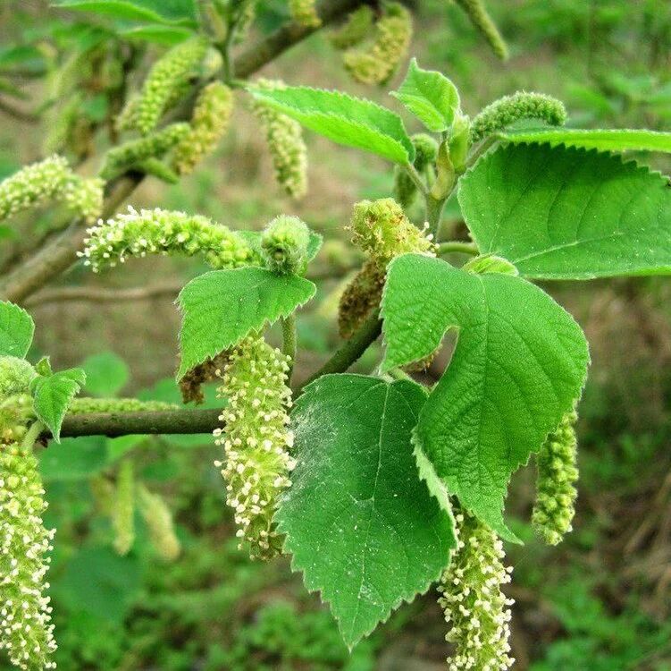 集野菜野果药材于一身经济价值极高为何臭名昭著