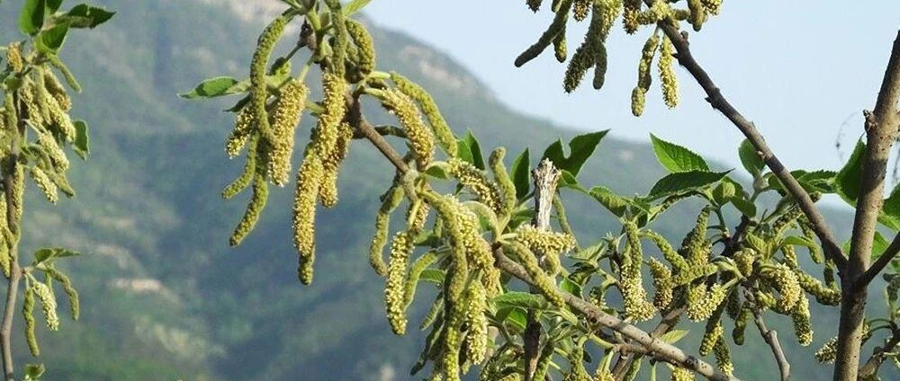 这种树上野菜儿时一摘数十斤上锅一蒸就是美味城里很难买到
