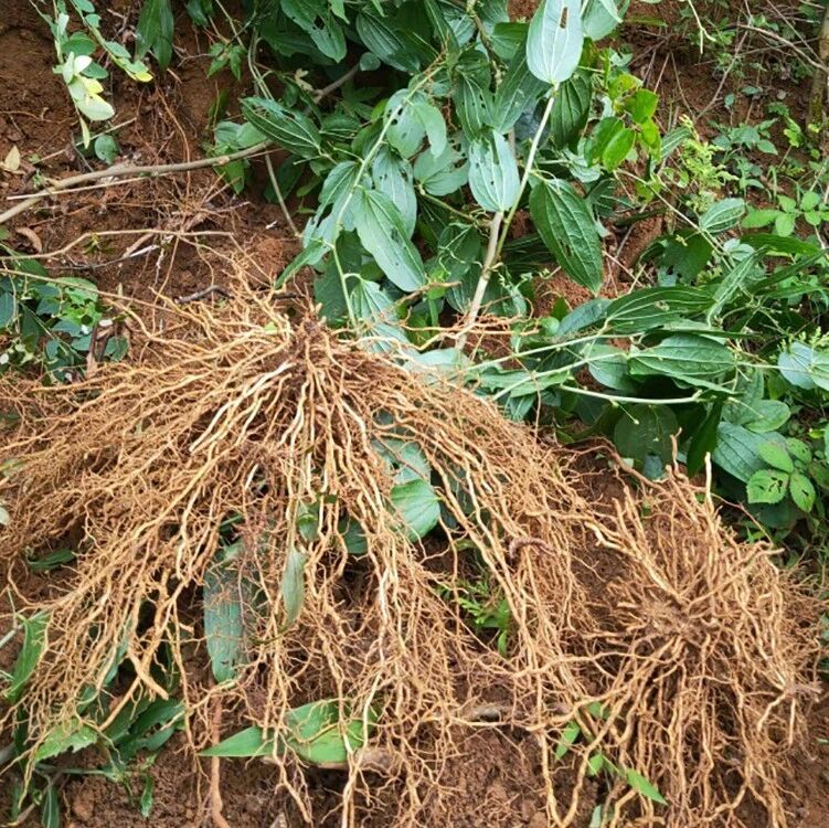 山里一种野菜,俗称"牛尾结",炒鸡蛋很美味,根部是祛风活络药材