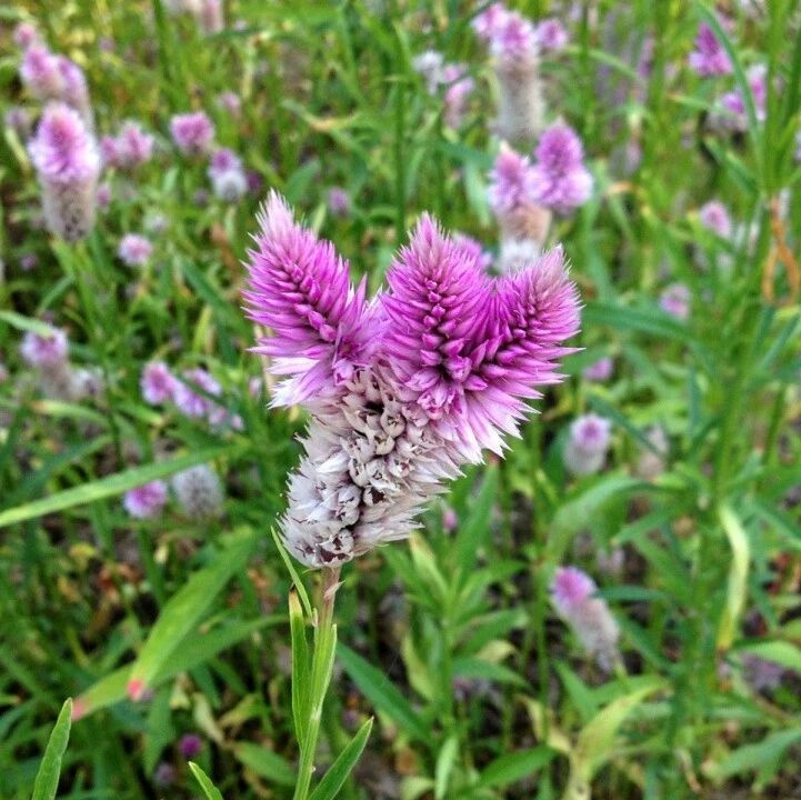 鸡冠子草是田边的恶霸嫩叶却是上等野菜春季别错过