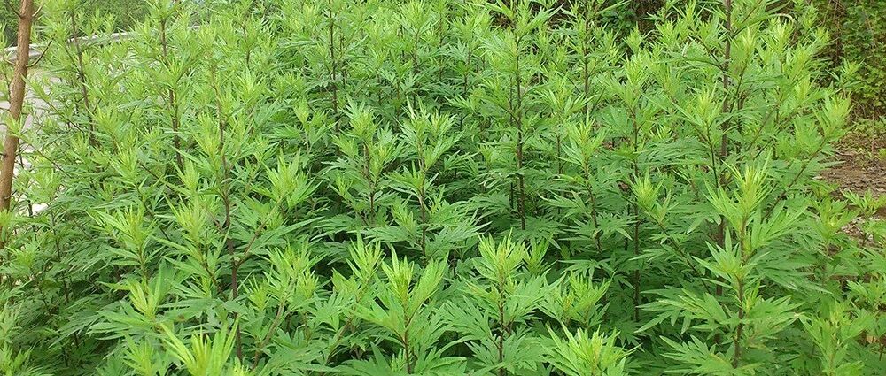 农村可食用的四大蒿草第一个能做青团最后一个春天抢着摘