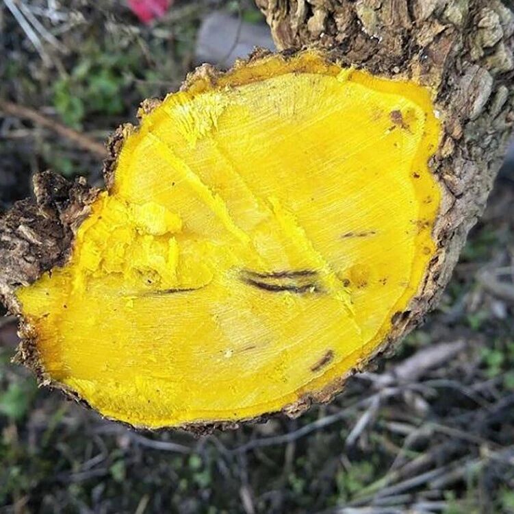 黄连木内含黄金价值极为珍贵希望你认识下以后见到它别砍