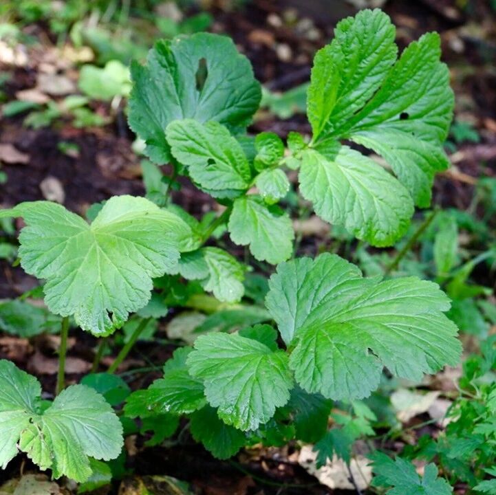 俗称头晕药果实似杨梅嫩叶是民间极品野菜常用来煲汤