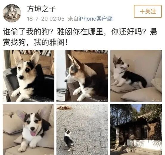 分手后狗子被前男友带走，却半夜自己偷跑回来，笑得一脸谄媚：别不要我…（组图） - 10