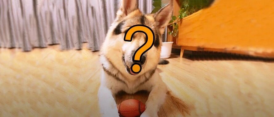 德牧和二哈的混血儿？这长相……也太太太太可爱了吧！！