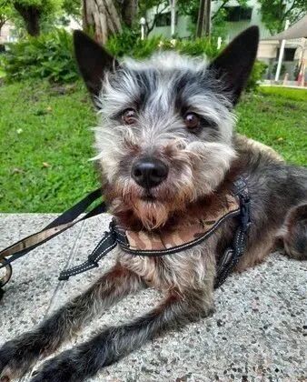 网友领养了一只小狗没想到两个月后就变成了小老头