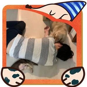 腊肠犬刚舔完屁屁就帮主人舔脸...完了不干净了！