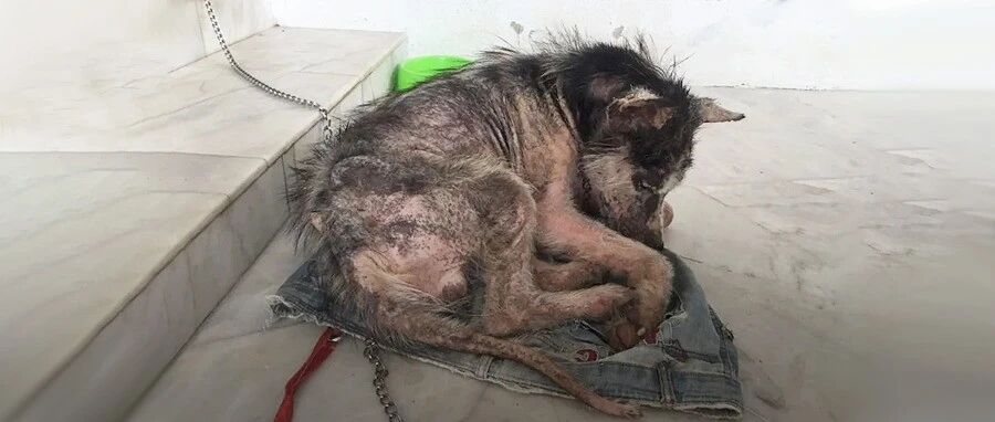 女子领回家一只“秃毛怪”，一年后它用自己的命回报了全家……