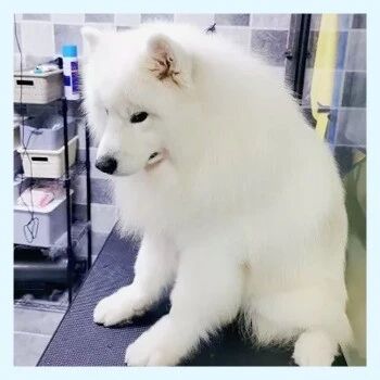 送狗去洗澡没按时接回家，这家伙气得“变脸”了