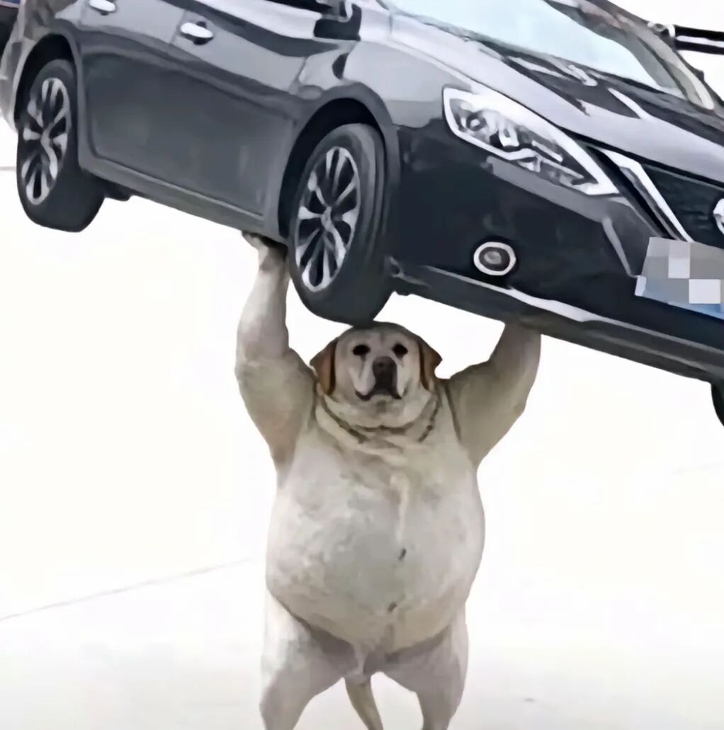 狗被车碾压因太胖毫发无损