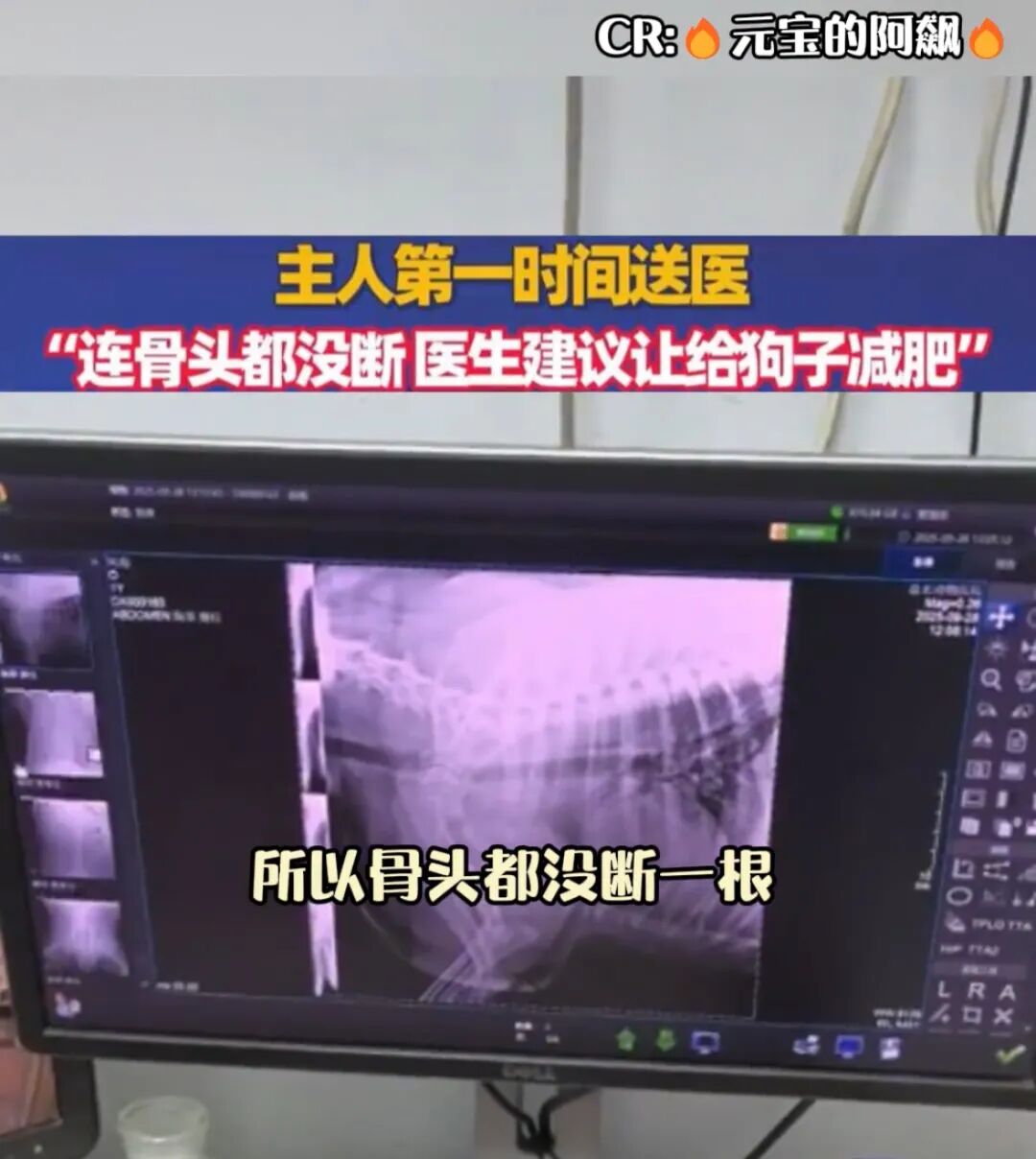 狗被车碾压因太胖毫发无损