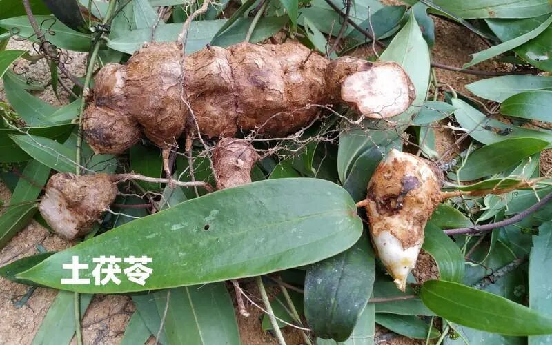 5种降尿酸很厉害的"中草药",每一味都超有效!