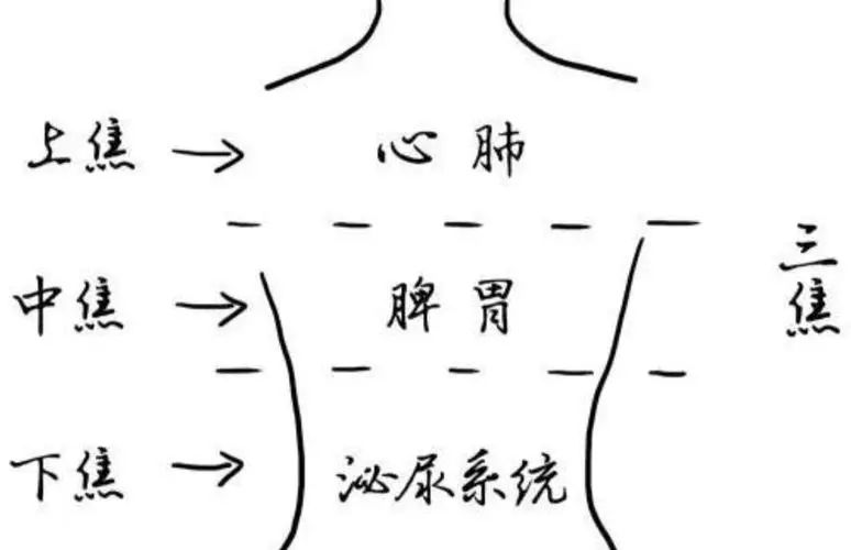 三焦辨证的实质是脏腑辨证。（一）上焦证主要包括手太阴肺与手厥阴心包