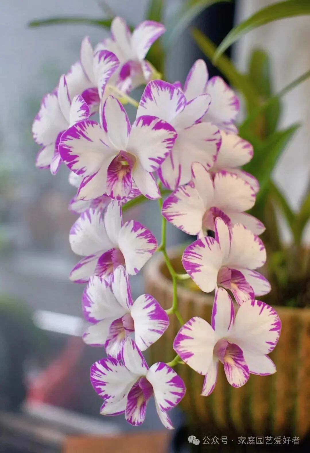 癌症，年龄越大越好治，宫颈癌第一好治，乳腺癌第二好治，胰腺癌最难治