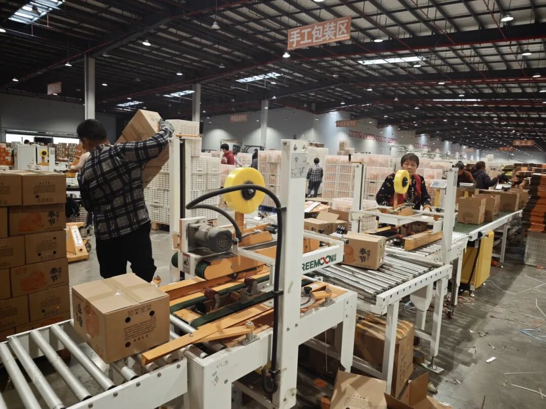 三峡柑橘交易中心打包奉节脐橙。记者黄翱摄。 (3).jpg