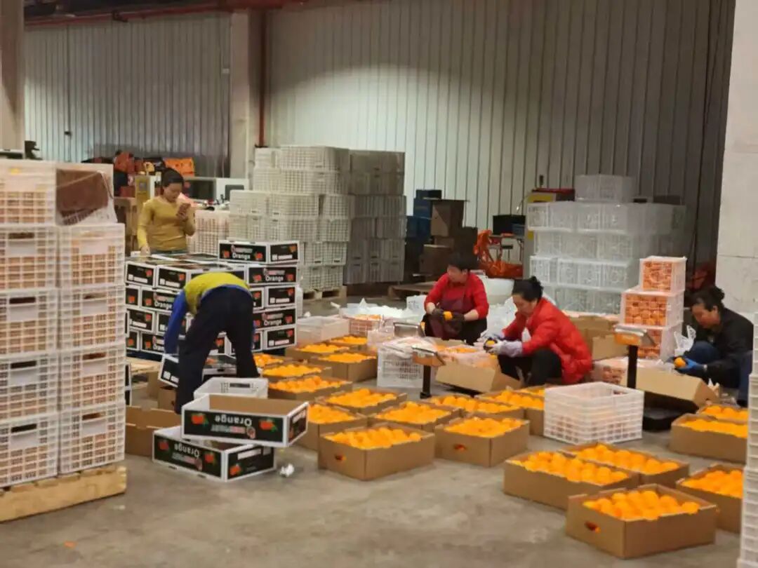 打包出口奉节脐橙。.jpg