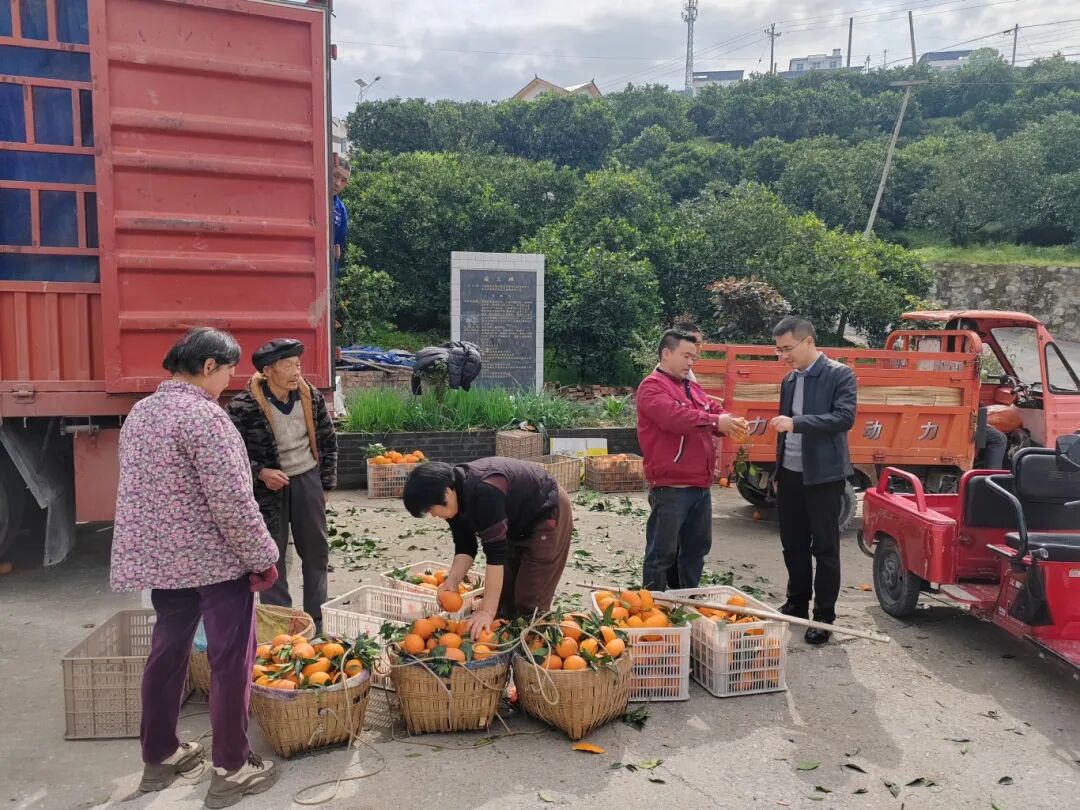 乡镇干部了解脐橙销售情况。安坪镇供图。.jpg