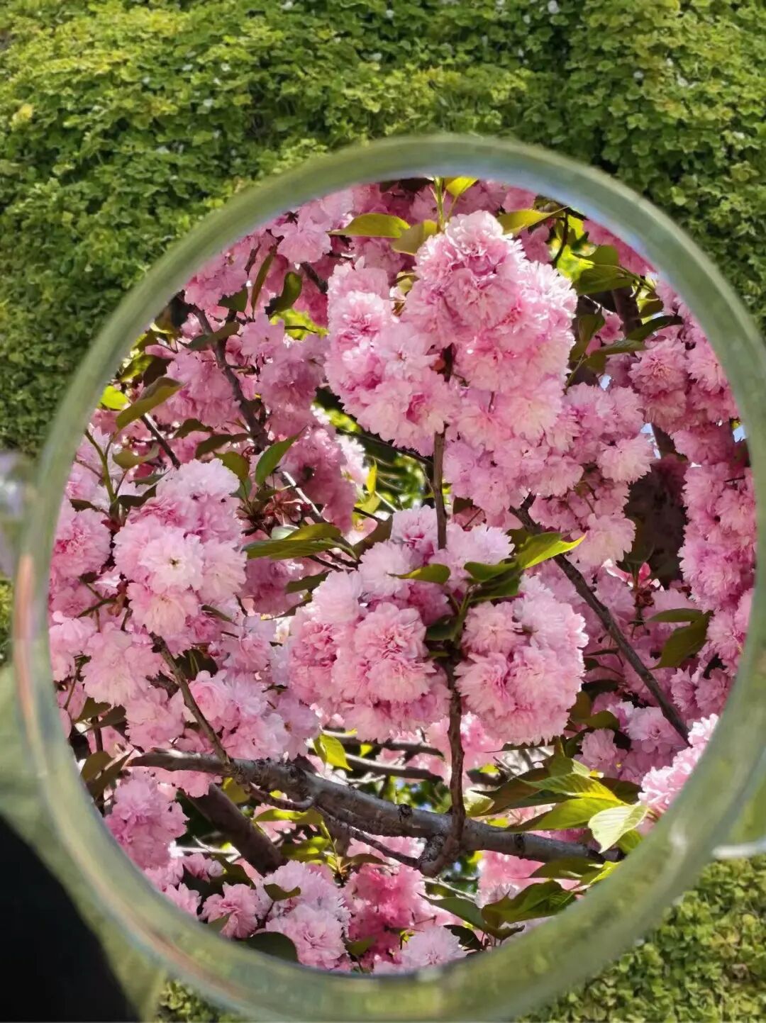 最美人间四月天｜昭职院的春，是青春写给你的情书