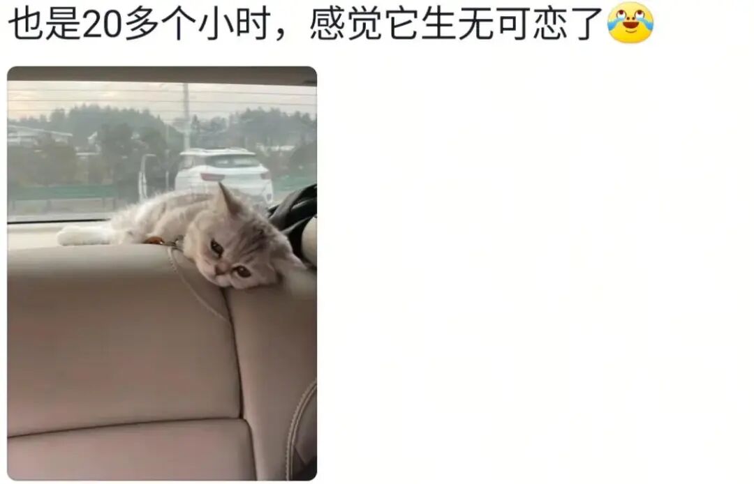 果然任何动物车坐久了都会憔悴