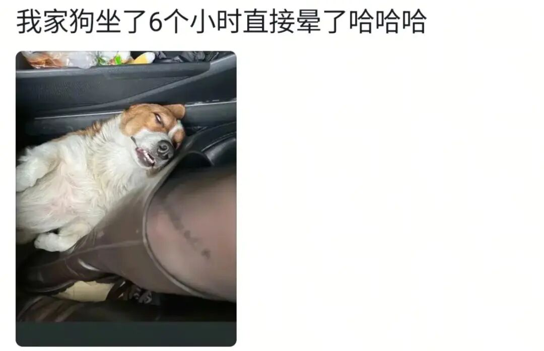 果然任何动物车坐久了都会憔悴