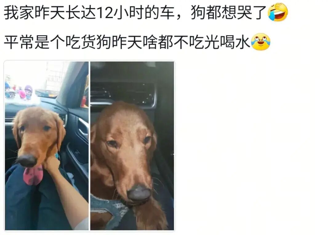 果然任何动物车坐久了都会憔悴