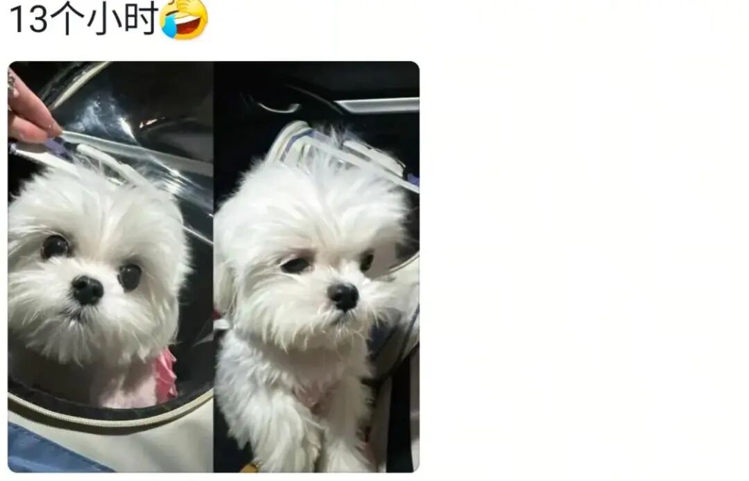 果然任何动物车坐久了都会憔悴