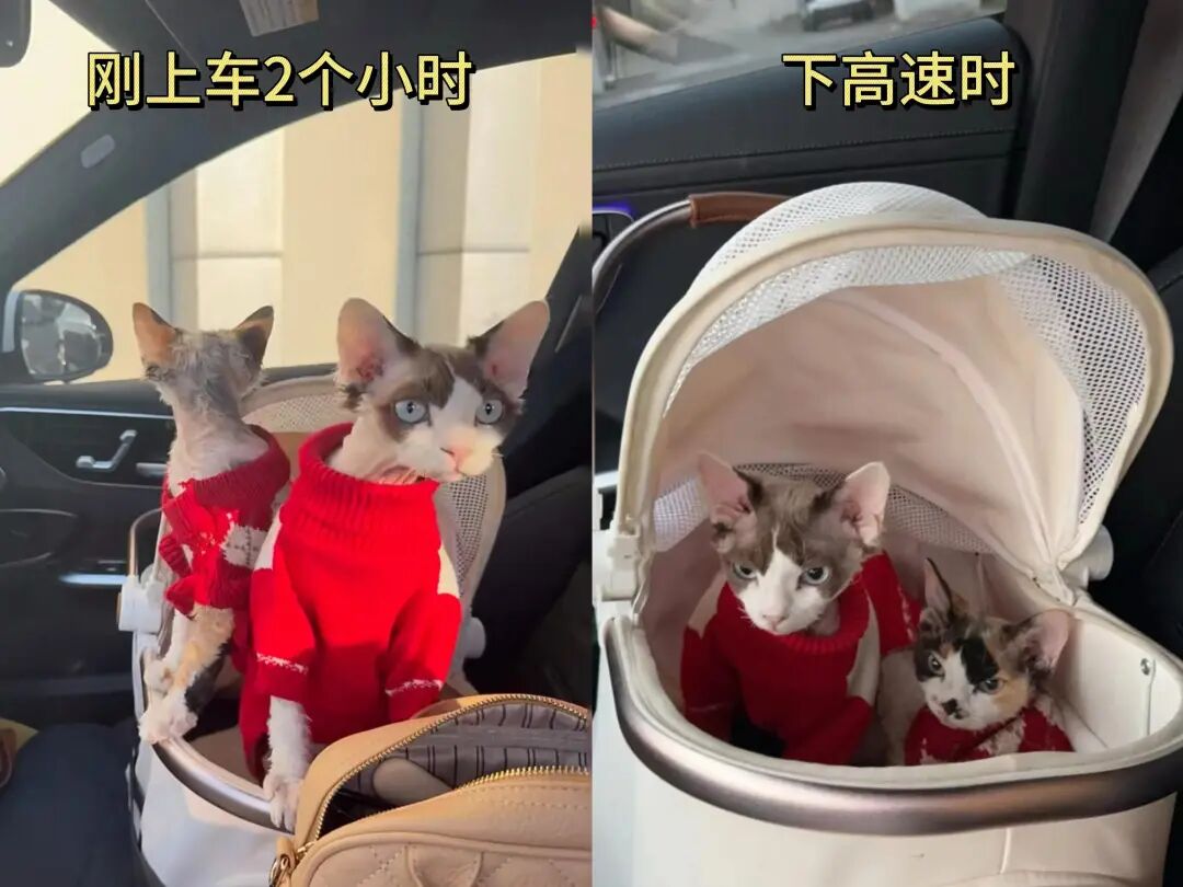 果然任何动物车坐久了都会憔悴,动物坐长途前后对比，瞬间老了10岁！果然坐车憔悴是不..