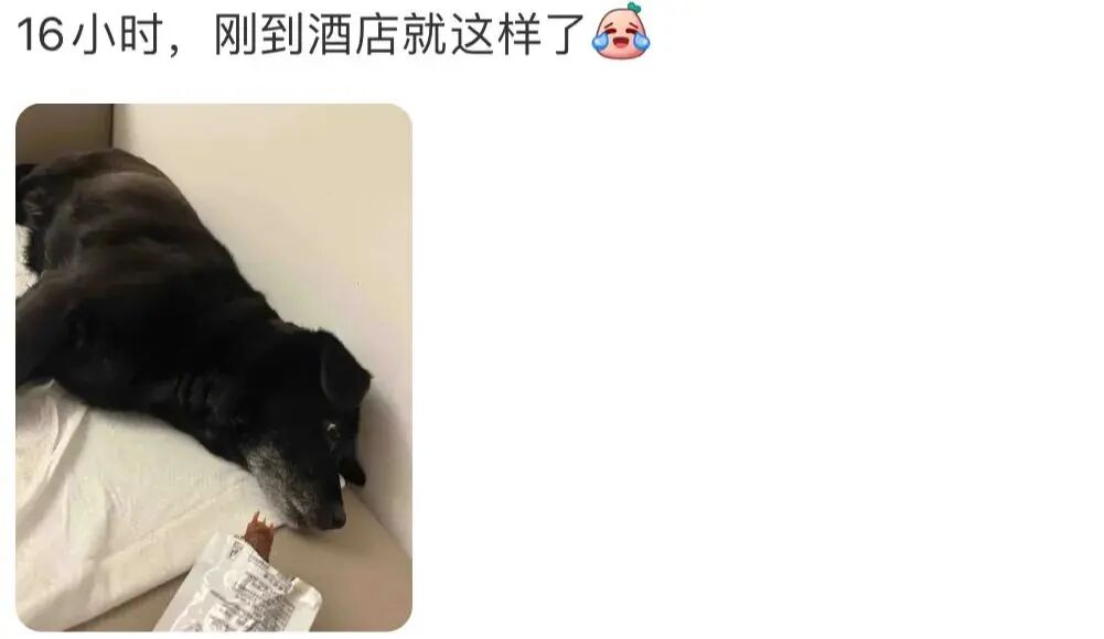 果然任何动物车坐久了都会憔悴