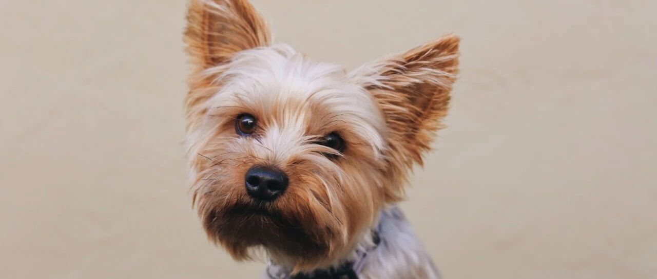 狗狗真能听懂你说话，还是你一厢情愿的错觉？