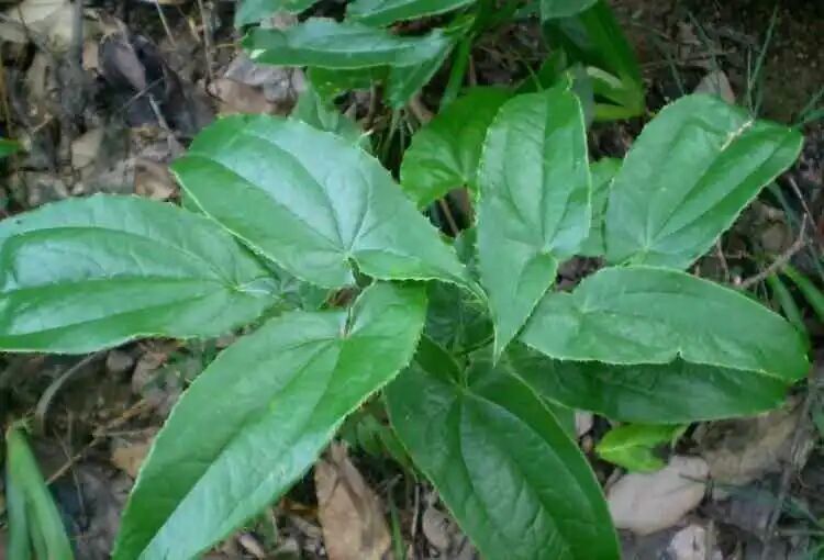 【药材科普】淫羊藿的药用价值你知道吗？