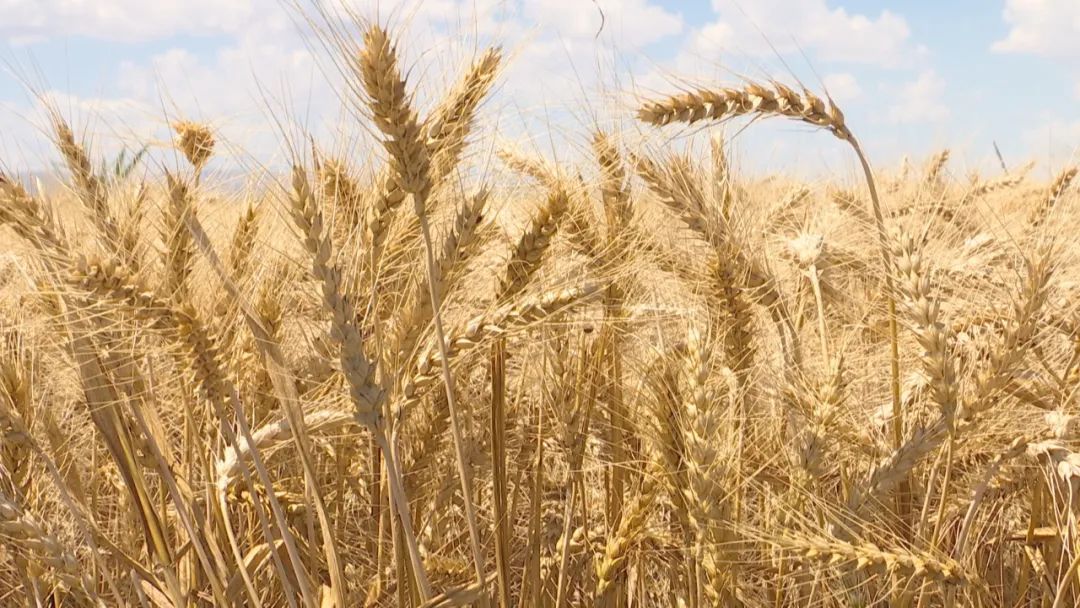 8165公斤!昌吉市冬小麦单产再创全疆百亩小麦实收亩产新纪录