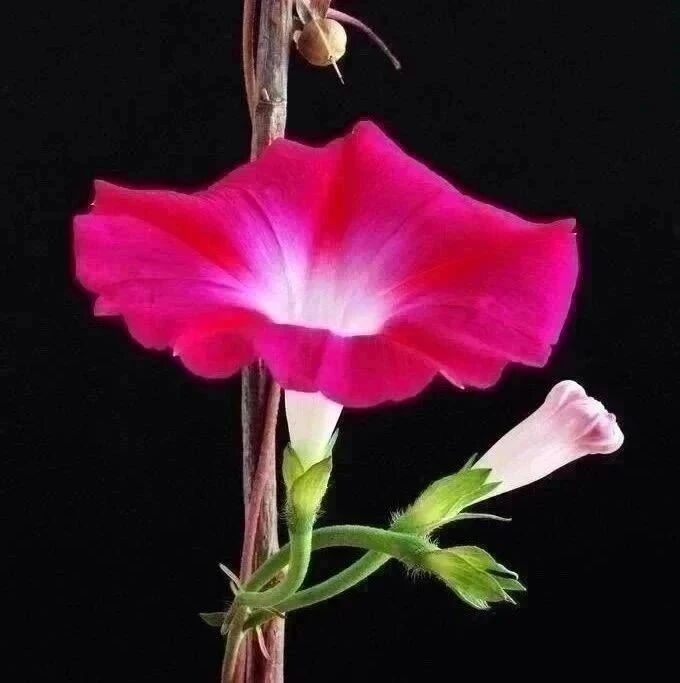 “我家在北京有十几套房子”的中国留学生，为什么在美国会遭鄙弃